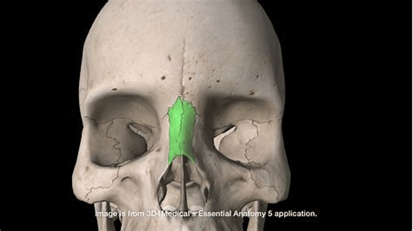 <p>nose region</p>