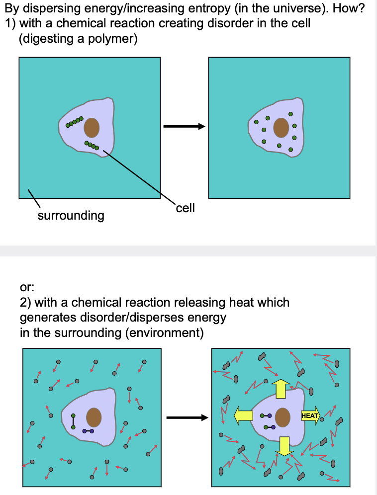 <ol><li><p>Entropy (S) - directly increasing/creating disorder in the cell (or closed system)</p></li></ol><ul><li><p>Ex. digesting a polymer, cutting a protein</p></li></ul><ol start="2"><li><p>Enthalpy (H) - undergoing a chemical reaction that releases heat into the surroundings making the disorder occur outside the cell (or closed system)</p></li></ol>