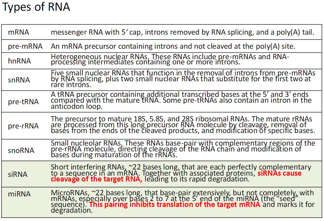 <p><strong>mRNA (Messenger RNA)</strong><br> Contains a 5′ cap, introns removed by RNA splicing, and a poly(A) tail</p><p><strong>pre-mRNA</strong><br> Precursor mRNA containing introns<br> Not yet cleaved at the poly(A) site</p><p><strong>hnRNA (Heterogeneous Nuclear RNA)</strong><br> Includes pre-mRNAs and RNA-processing intermediates containing one or more introns</p><p><strong>snRNA (Small Nuclear RNA)</strong><br> Five small nuclear RNAs that remove introns from pre-mRNAs by splicing<br> Two additional snRNAs act at rare introns</p><p><strong>pre-tRNA</strong><br> tRNA precursor with extra bases at the 5′ and 3′ ends<br> Some contain an intron in the anticodon loop</p><p><strong>pre-rRNA</strong><br> Precursor to mature 18S, 5.8S, and 28S rRNAs<br> Processed by cleavage, trimming, and base modification</p><p><strong>snoRNA (Small Nucleolar RNA)</strong><br> Base-pairs with pre-rRNA<br> Directs cleavage and modification of rRNA during maturation</p><p><strong>siRNA (Short Interfering RNA)</strong><br> ~22 bases long<br> Perfectly complementary to an mRNA sequence<br> Causes cleavage and rapid degradation of the target RNA</p><p><strong>miRNA (MicroRNA)</strong><br> ~22 bases long<br> Partially base-pairs with target mRNAs, especially bases 2–7 (“seed” sequence)<br> Inhibits translation and marks mRNA for degradation</p>