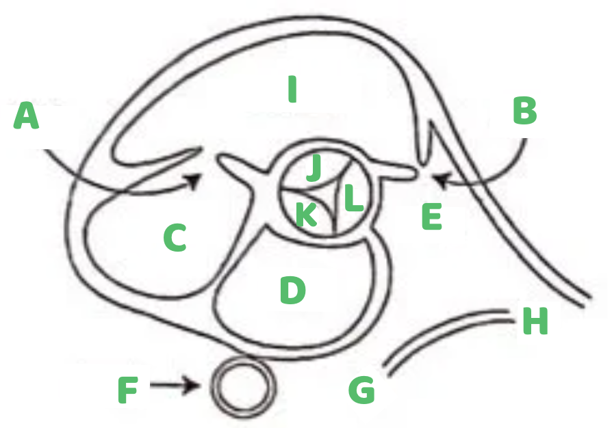 <p><span style="color: rgb(0, 191, 99);"><strong>J</strong></span></p>