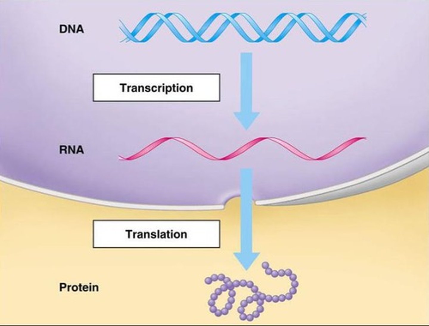 <p>The process by which DNA is transcribed to RNA and then translated to protein.</p>
