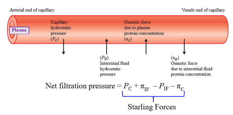 <p>Pressure exerted by fluid inside capillary walls (pushes fluid out of capillary into interstitial fluid)</p>