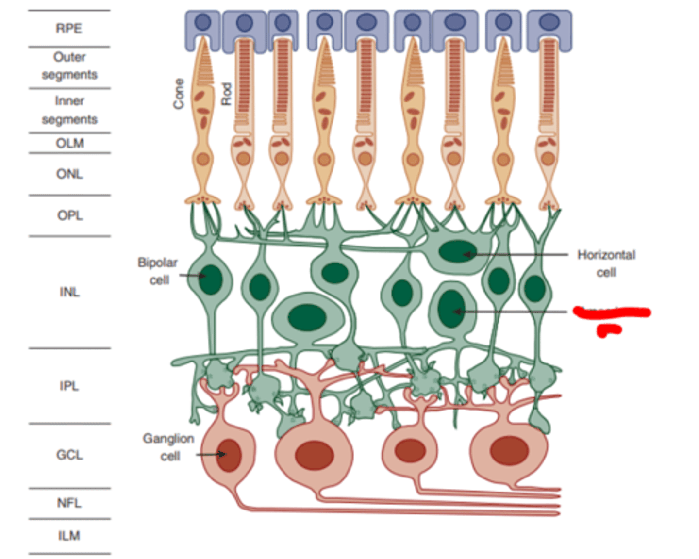<p>cells of the retina that synapse laterally with bipolar cells and forward to ganglion cells. They are thought to play a critical role in coding movement because they respond transiently to a the signals they receive.</p>