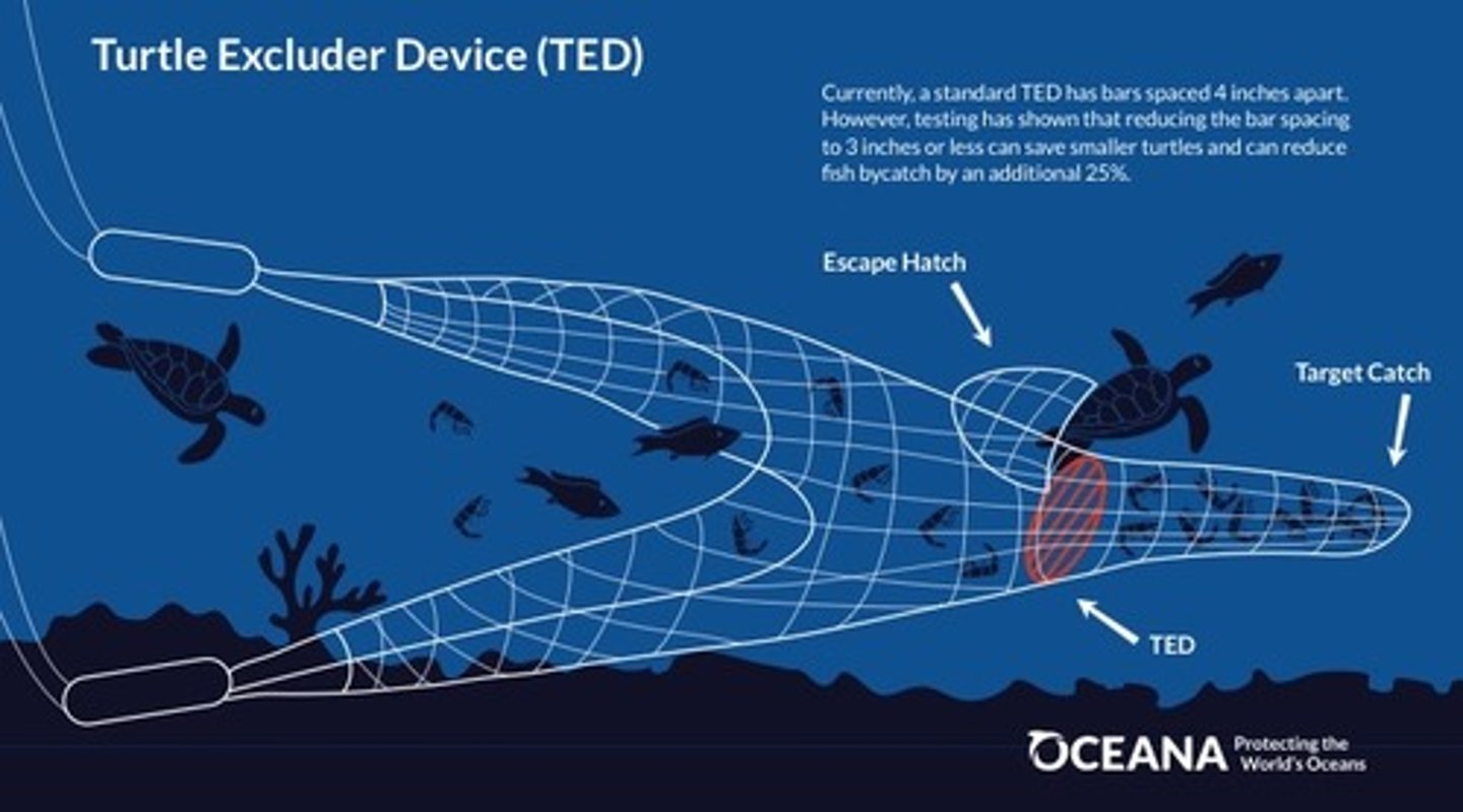 <p>TED</p><p>Created by the Endangered Species Act, requires that shrimp have a net (skimmer or butterfly net) designed to release turtles, large fish, and any mammals caught in shrimp trawling nets</p><p>- many fishers do not like these nets because they reduce tow times</p>