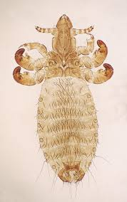 <p>ID external parasite</p>