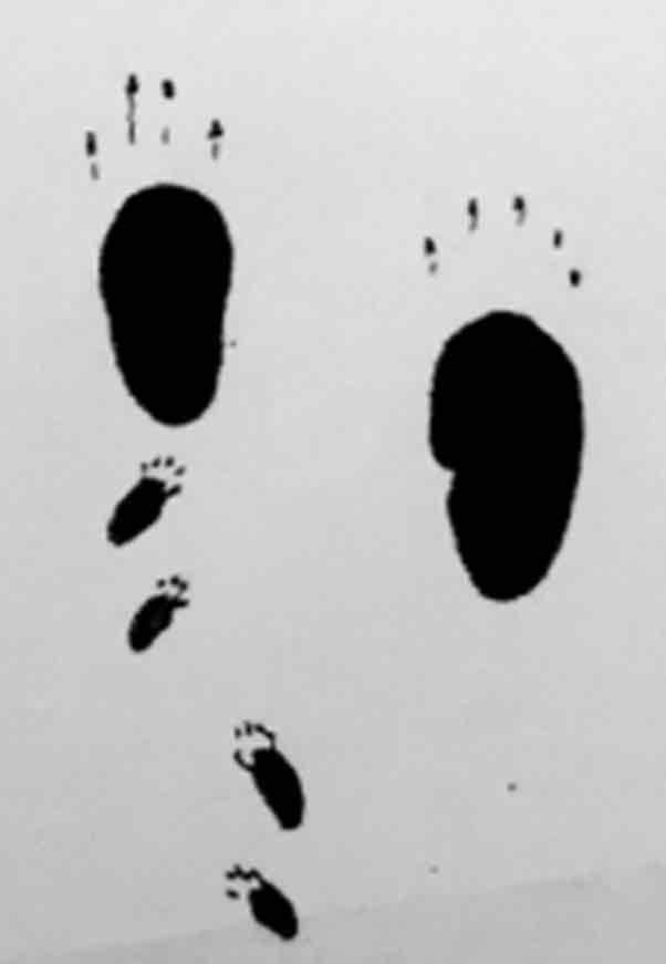 <p>What footprint is this?</p>