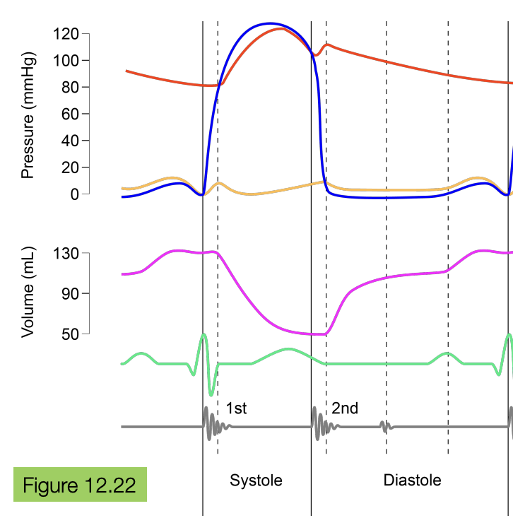 <ul><li><p>diastole is associated with low ventricular pressure (due to ventricular relaxation), lower than atrial and aortic pressure, leading to the filling of blood into the ventricle</p></li></ul><p></p>