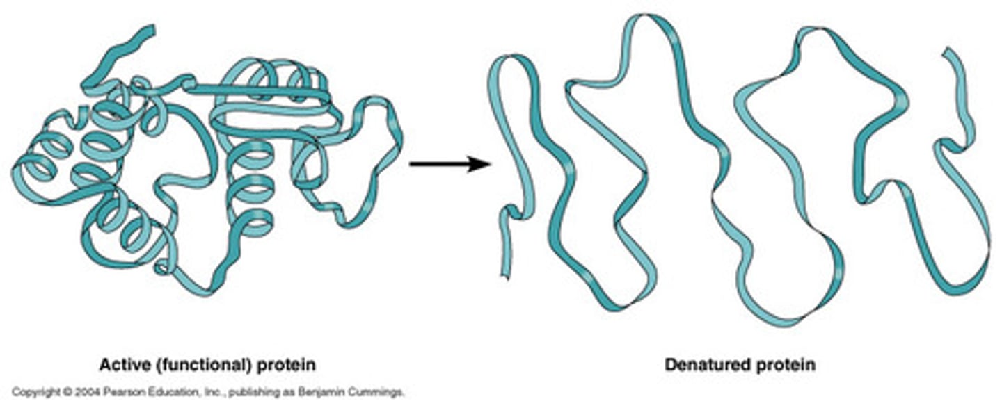 <p>A protein unraveling and losing its native shape due to an altered environment.</p>