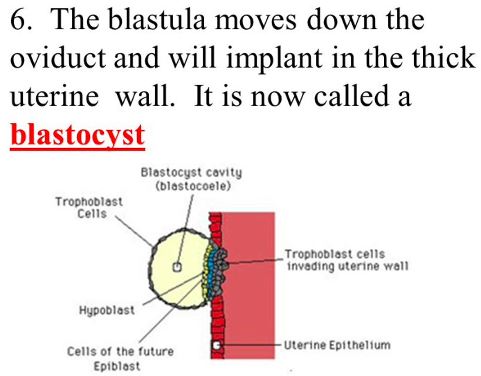 <p><span><strong>blastula</strong></span></p>