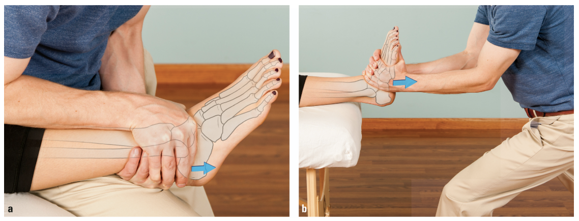 <p>Distraction (Talocrural Joint)</p>