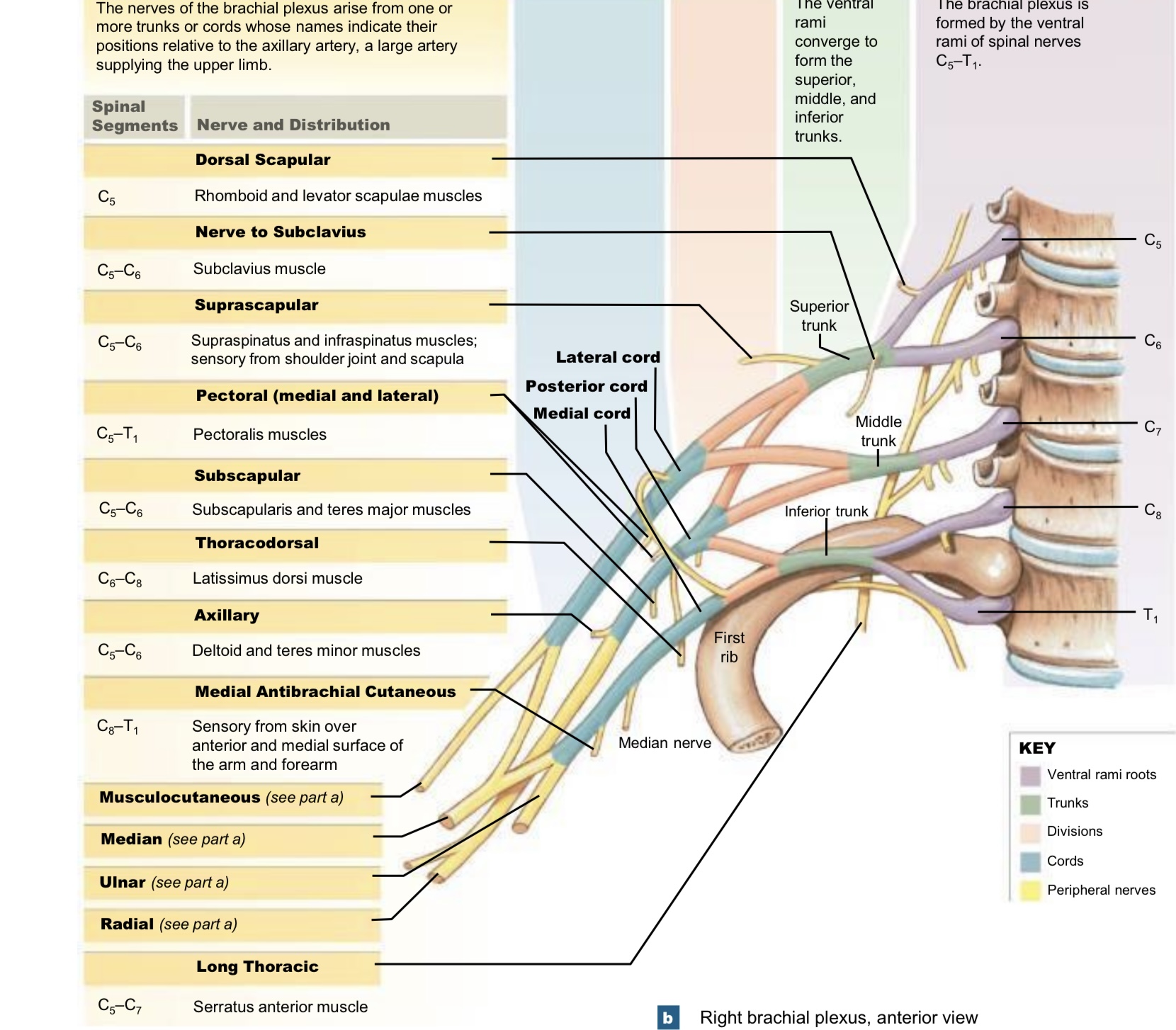 nerve plexus associated with the lower cervical spinal nerves and first thoracic spinal nerve
