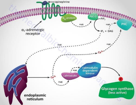 <p>Main IP<sub>3</sub> Pathway:</p><ul><li><p>___ hormone binds to ___-___ receptors found on ___ ___ and ___ ___ for ___ and ___ of ___ synthesis</p></li><li><p>The receptor is a type of ___ which activates the ___ subunit to then activate ___ ___</p></li><li><p>Resulting IP<sub>3</sub> releases ___ which binds to ___ and activates a ___ to ___ and inactivate ___ ___</p></li></ul><p></p>