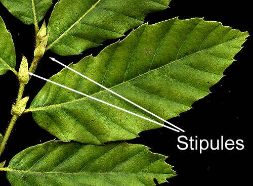 <p>next to the petiole, looks like a flap, or where another node could be </p>