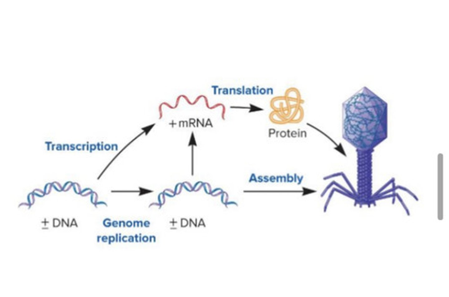 <p>+/- DNA transcribed to +mRNA, then translated to protein; +/- DNA replicates, then assembles into viral capsid</p>