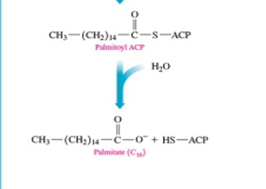 <p>hydrolyse the ACP off to make palmitate </p>