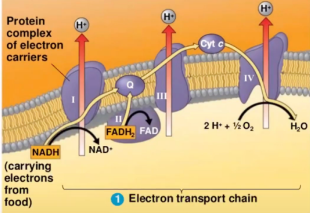 <p>Involved in ETC. Establishing Electrochemical Gradient</p>