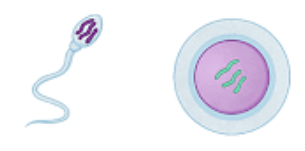 <ul><li><p><span style="background-color: transparent; font-family: "Proxima Nova", sans-serif;"><span>Reproduction in complex multicellular organisms</span></span></p></li><li><p><span style="background-color: transparent; font-family: "Proxima Nova", sans-serif;"><span>Variation in offspring is the point</span></span></p></li><li><p><span style="background-color: transparent; font-family: "Proxima Nova", sans-serif;"><span>Reproductive cells are produced by meiosis.</span></span></p></li></ul><p></p>