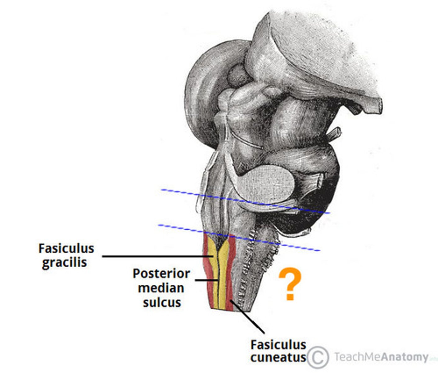 <p>closed medulla</p>