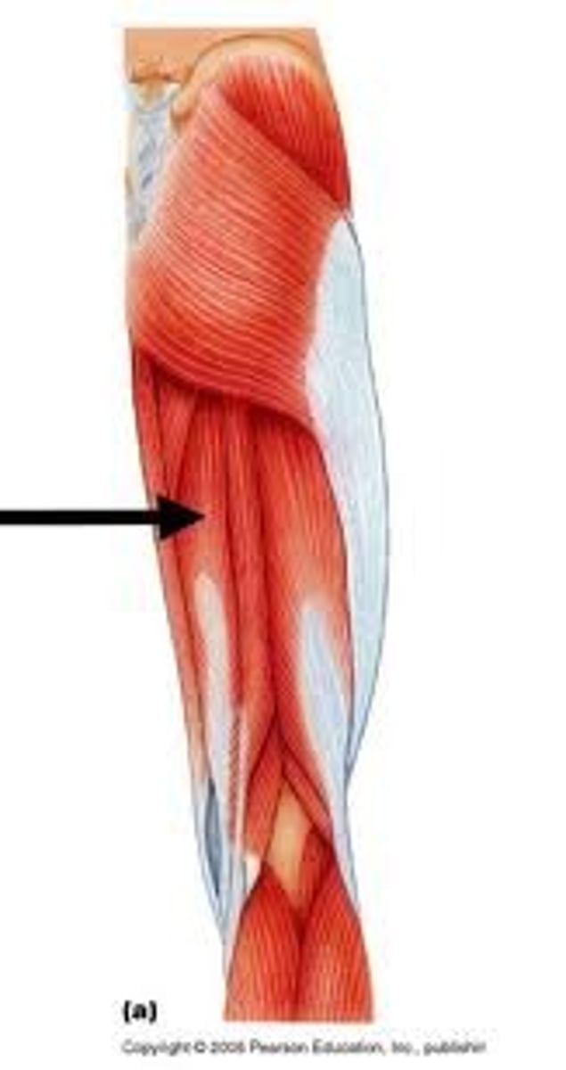 <p>-deep to gracilis and medial to semi- tendonous</p><p>-originates- ischium</p><p>-insertion- distal end of femur</p><p>-function: extends the thigh</p>