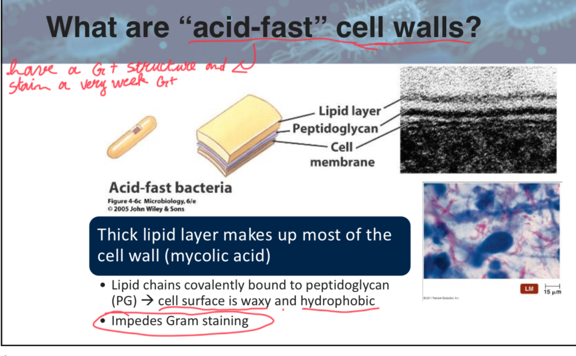 <p>Sterols</p><p>note; the mycolic acid is the thick cell wall (waxy/hydrophopbic lipid layer with unusual peptidoglycan)</p>