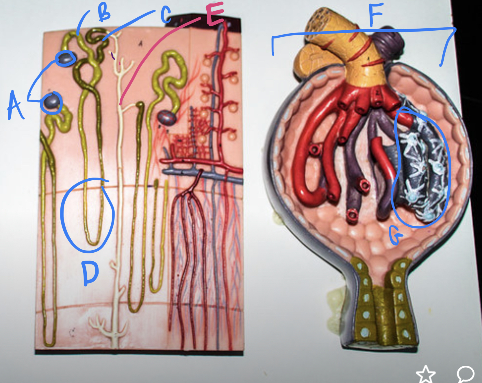 <p>(closer look inside kidney)</p><ul><li><p>label</p></li><li><p>what kind of tissue lines the kidney tubules</p></li></ul>