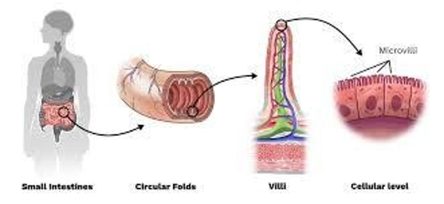 <p>Tiny hairs, similar to cilia; increase surface area of the membrane for greater absorption, found in intestines.</p>