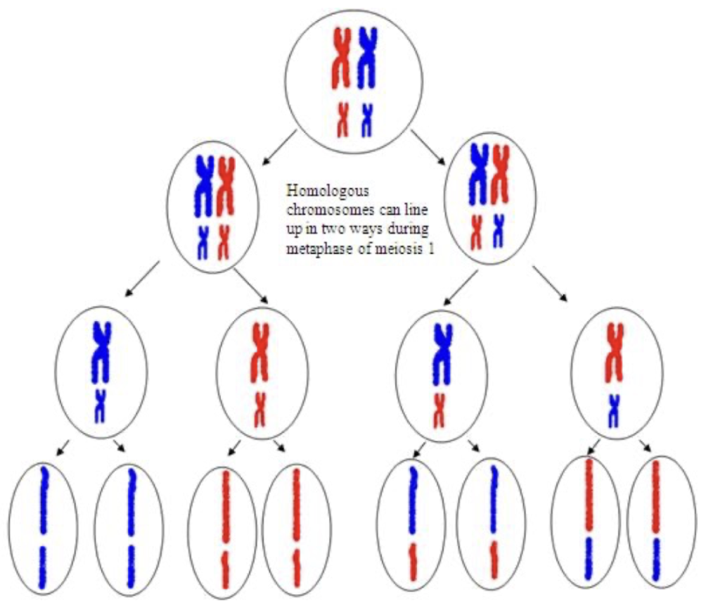 <p>Cytokenesis</p>