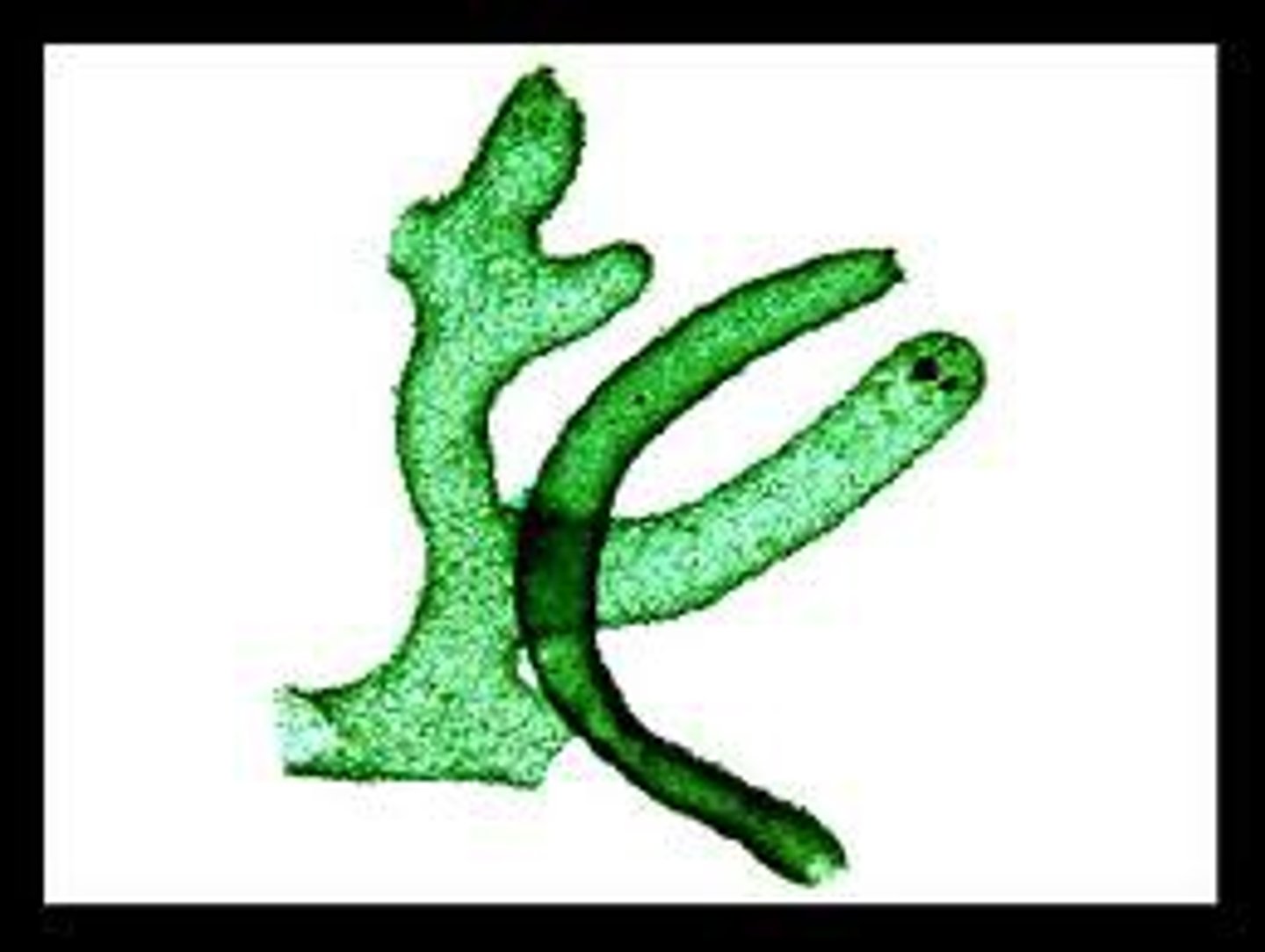 <p>has no folding to its body wall and is simply a hollow tube just a few cells thick with a prominent osculum at the top; generally small</p>