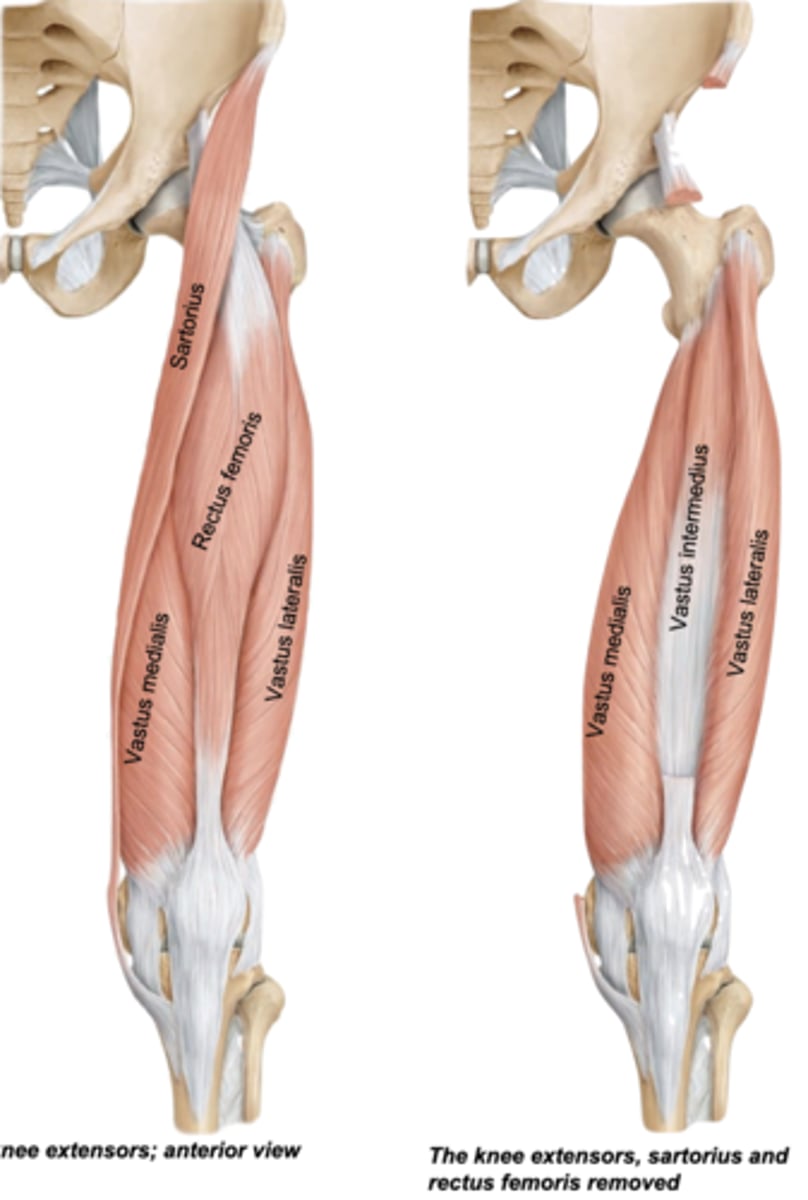 <p>patella and tibia</p>