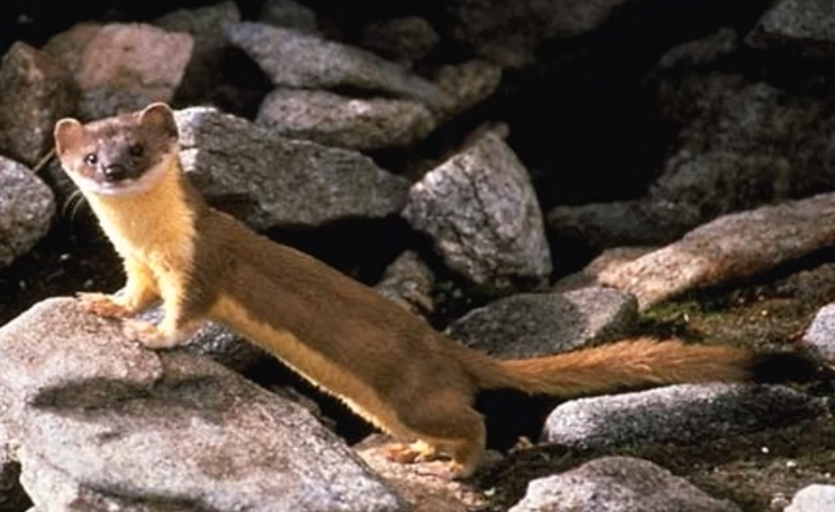 Long-tailed weasel
