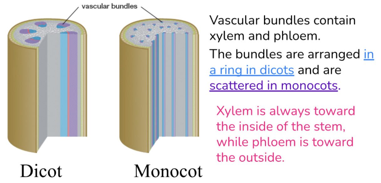 <p>Vascular Tissues in Plants</p>