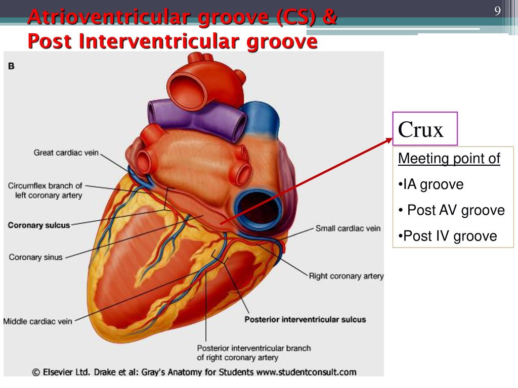 contains the coronary sinus