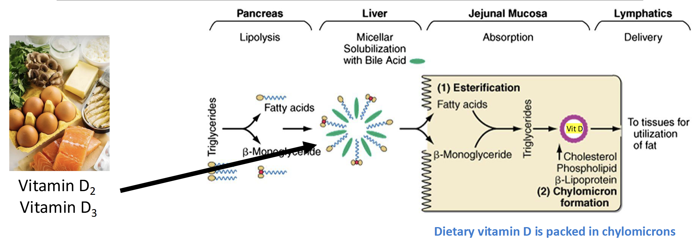 <p>Same Mechanism as dietary fat </p><p>(Lipolysis-Bile-esterification-lymphatic system- chylomicrons)</p>