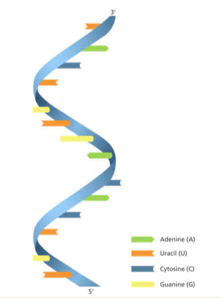 <p>This is a molecule of</p><p></p>