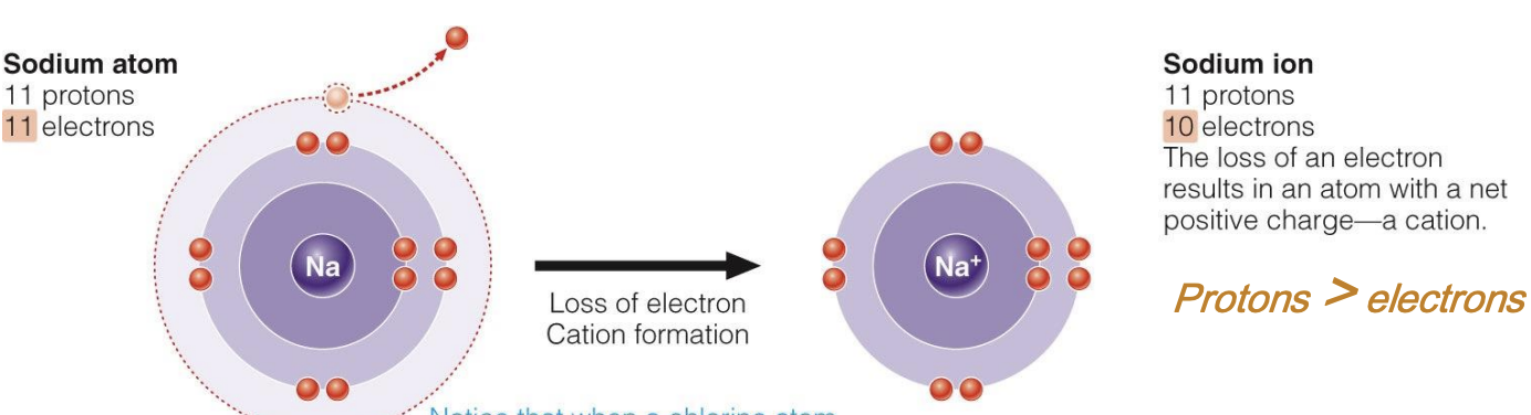 <p>loss of electrons = cation formation</p>