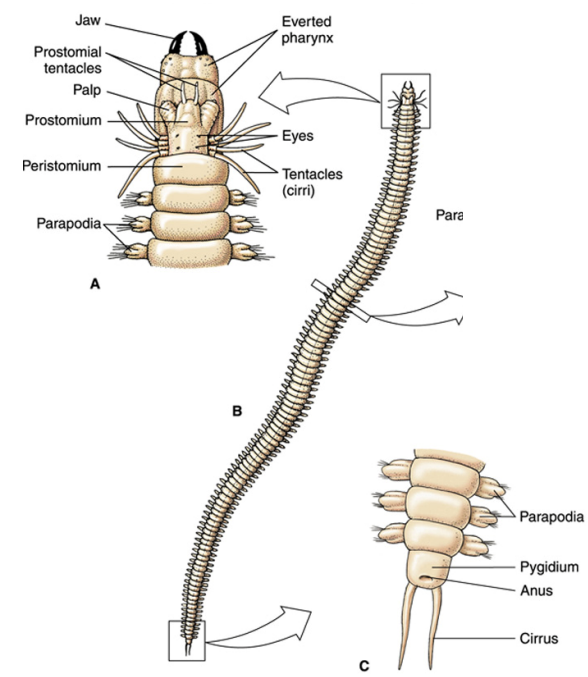 <p>head, segmentation, tail (pygidium)</p><p>segments (metameres) appear next to pygidium</p>