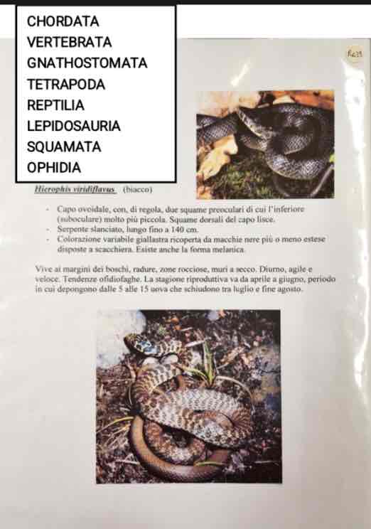<p>Cordati</p><p>Vertebrati</p><p>Gnatostomi</p><p>Tetrapodi</p><p>Rettili</p><p>Lepidosauri</p><p>Squamata</p><p>Ophidia</p><p>Hierophis viridiflavus (biacco)</p>