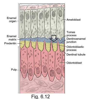 <ul><li><p>enamel matrix comes in contact with predentin and mineralizes the disintegrating basement membrane</p></li><li><p>inner junction between the dentin and enamel tissue</p></li></ul><p></p>