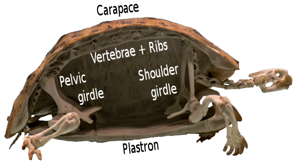 Webbing, semi aquatic, fresh water, attached to their shell