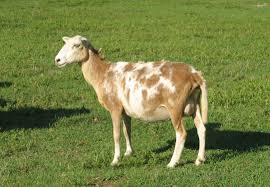 <p>A hair sheep breed developed in the United States.</p>