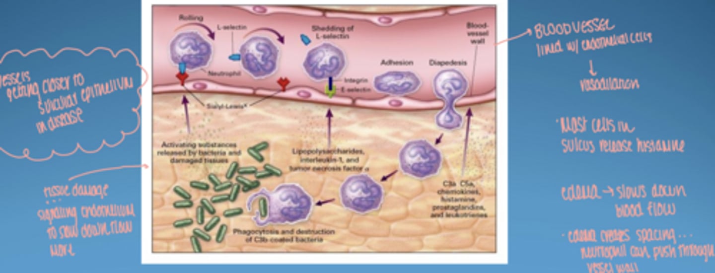 <p>vessels getting closer to sulcular epithelium in disease</p>