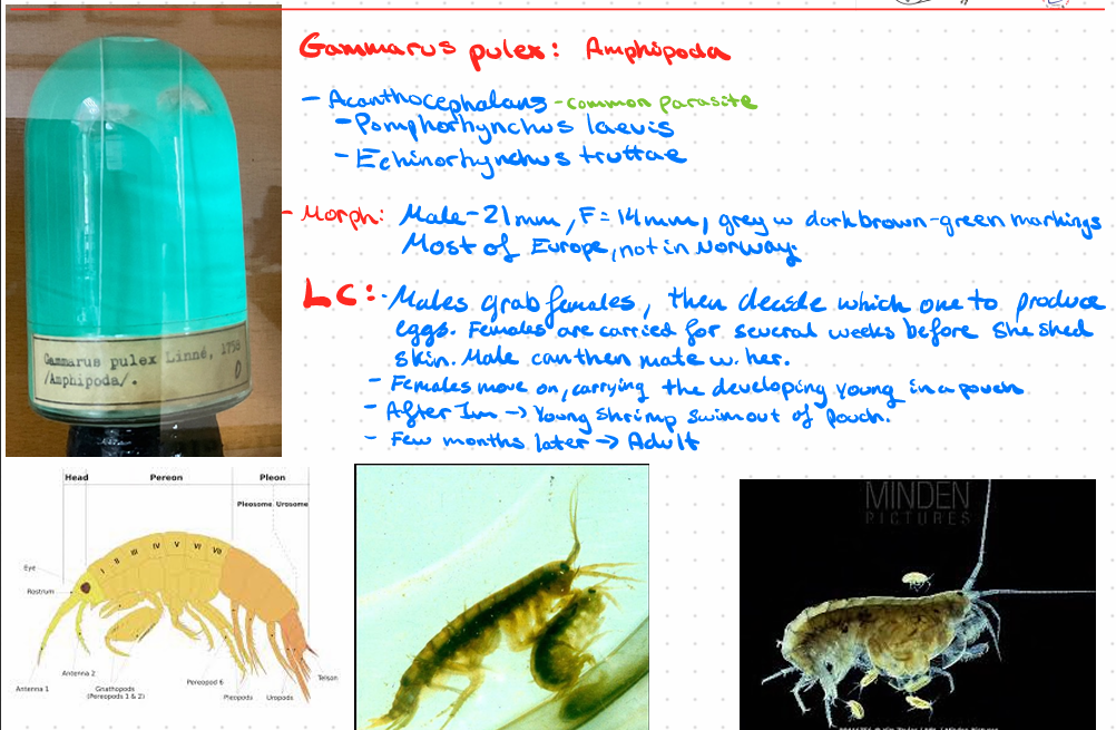 <p>Gammarus Pulex: Amphispoda</p>