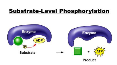 <p>where a phosphate bonds to an ADP from the reactant and the product becomes a new molecule and ATP</p>