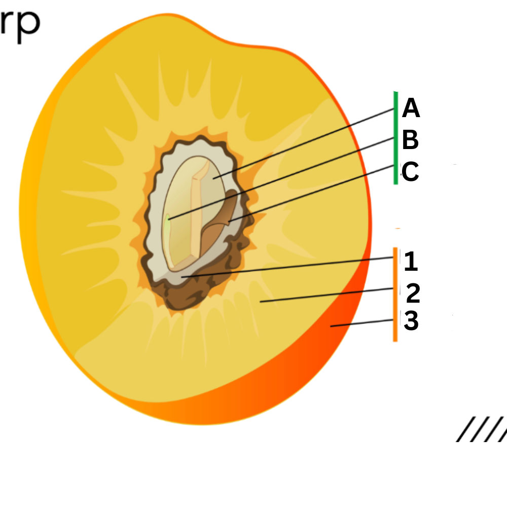 <p>What is no. 2 called?</p>