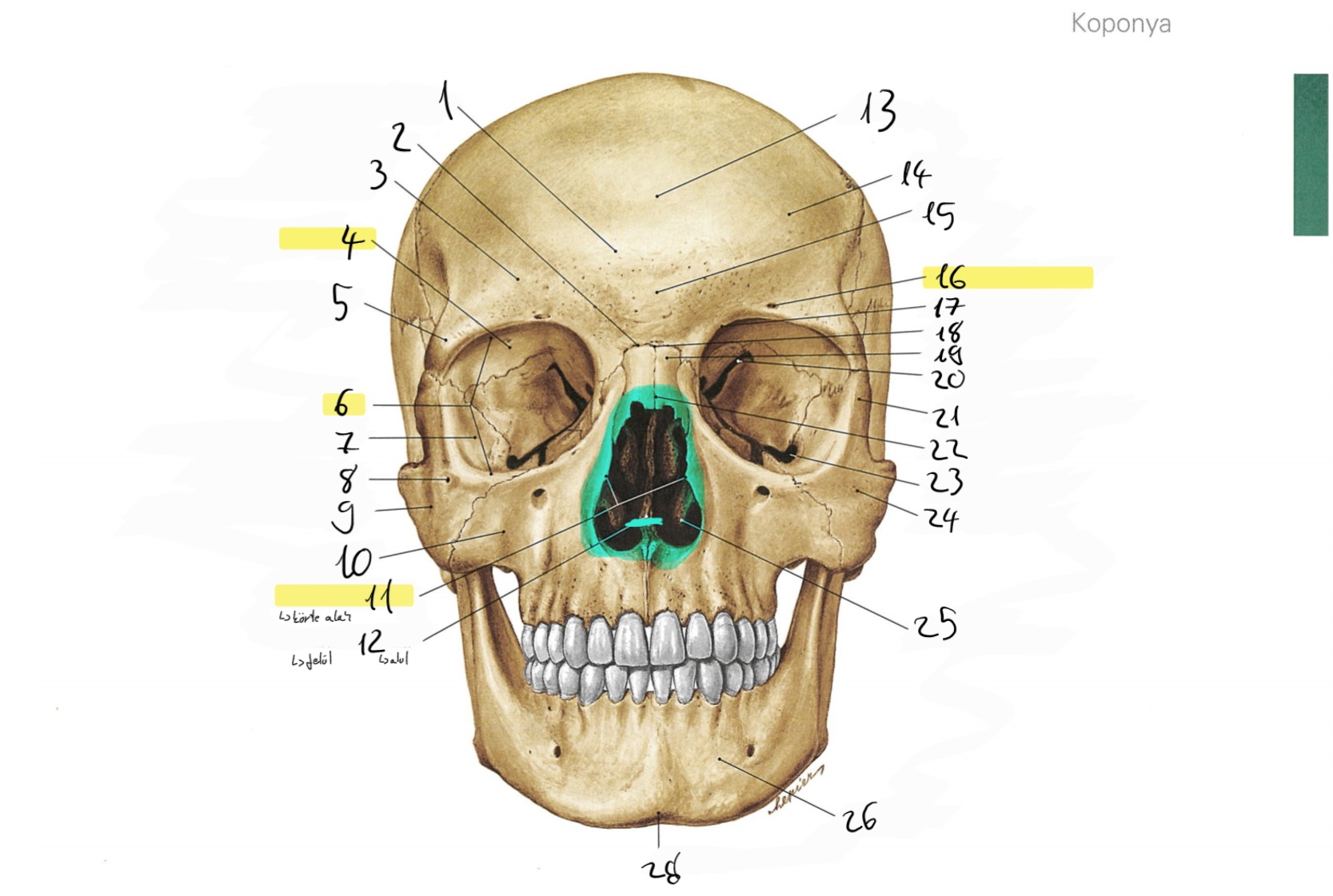 <p>5</p>