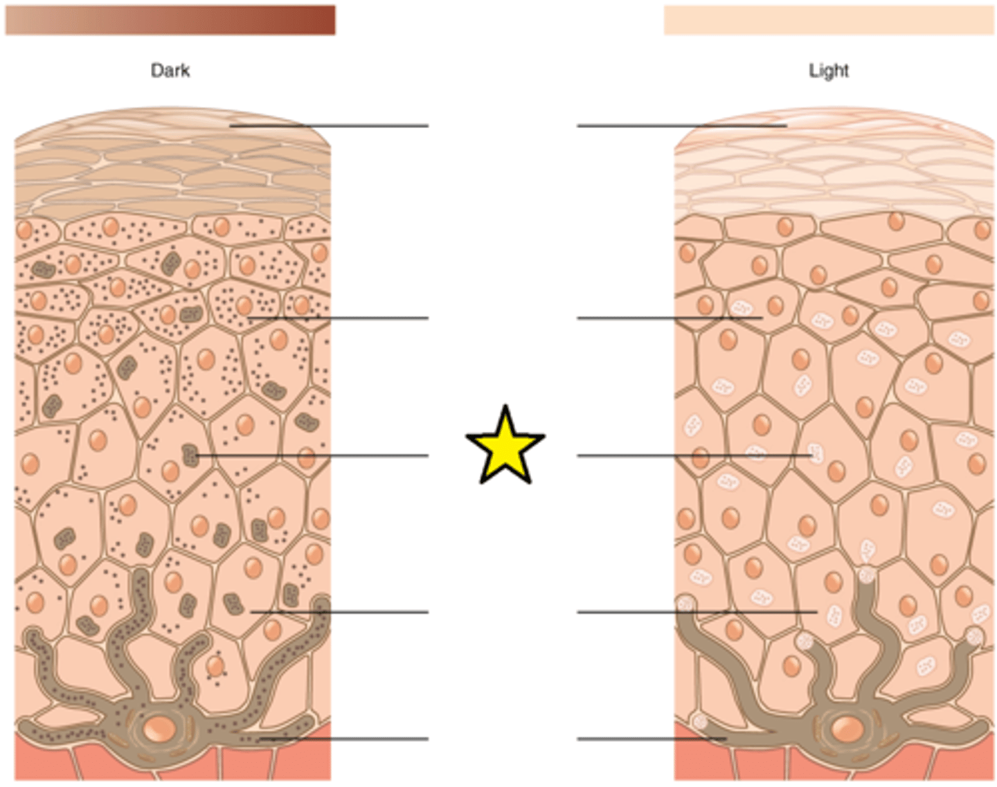 <p>Temporary structures that are eventually destroyed by fusion with lysosomes; this fact, along with melanin-filled keratinocytes in the stratum corneum sloughing off, makes tanning impermanent.</p>