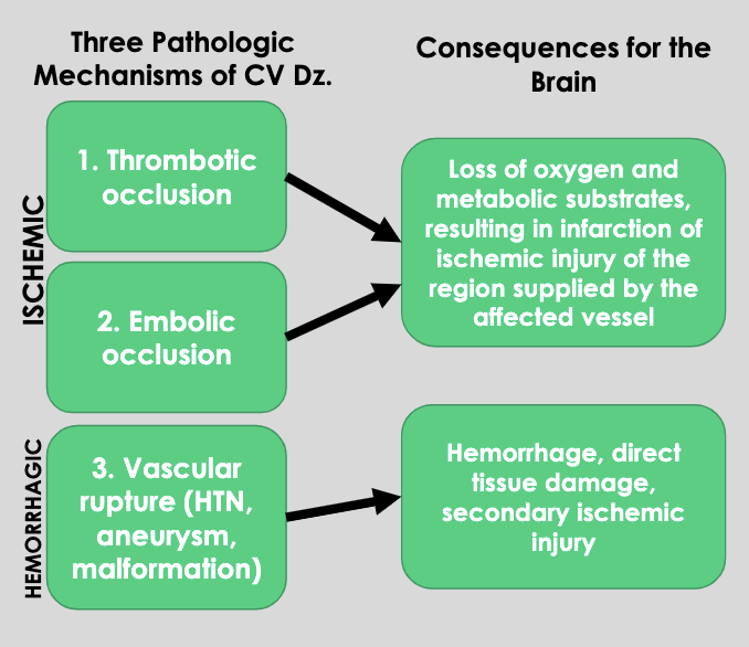 <ol><li><p>thrombolic occlusion</p></li><li><p>embolic occlusion</p></li><li><p>vascular rupture (HTN, aneurysm, malformation)</p></li></ol><p></p>