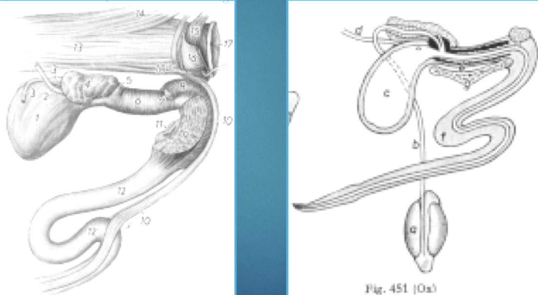 <p>The <strong>sigmoid flexure</strong> and <strong>urethral process</strong> (especially in small ruminants), common sites for <strong>urethral obstruction</strong></p>