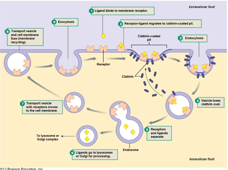 <p>Receptor mediated cytosis</p>