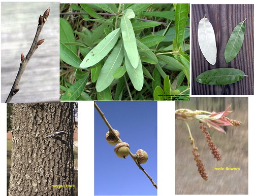 Family: Fagaceae 

Common: bluejack oak 

Range: Native
 
Habitat: Mesic sites

Bark: Blocky 

Persistence: Deciduous 

Leaves: Simple & alternate, glabrous upper, glaucous (blueish grey) under, entire margins, elliptical-lanceolet shaped

Other: May or may not have mucronate tips